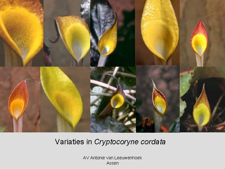 Variaties in Cryptocoryne cordata AV Antonie van Leeuwenhoek Assen 