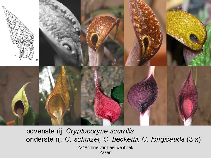 bovenste rij: Cryptocoryne scurrilis onderste rij: C. schulzei, C. beckettii, C. longicauda (3 x)