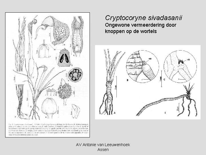 Cryptocoryne sivadasanii Ongewone vermeerdering door knoppen op de wortels AV Antonie van Leeuwenhoek Assen