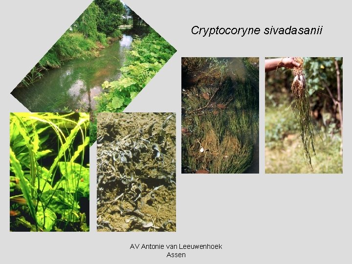 Cryptocoryne sivadasanii AV Antonie van Leeuwenhoek Assen 