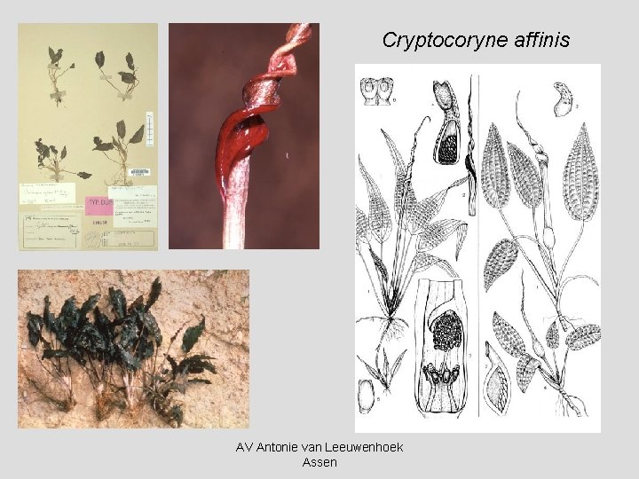 Cryptocoryne affinis AV Antonie van Leeuwenhoek Assen 