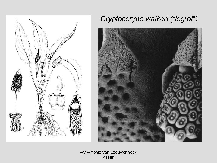 Cryptocoryne walkeri (“legroi”) AV Antonie van Leeuwenhoek Assen 