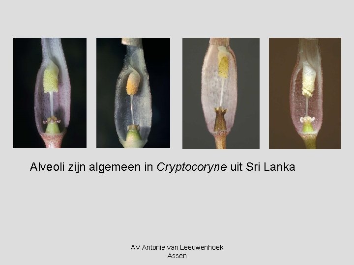 Alveoli zijn algemeen in Cryptocoryne uit Sri Lanka AV Antonie van Leeuwenhoek Assen 