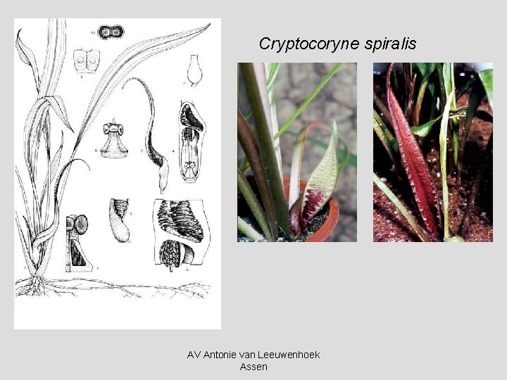 Cryptocoryne spiralis AV Antonie van Leeuwenhoek Assen 