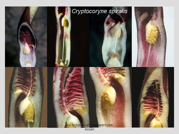 Cryptocoryne spiralis AV Antonie van Leeuwenhoek Assen 