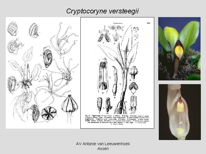 Cryptocoryne versteegii AV Antonie van Leeuwenhoek Assen 