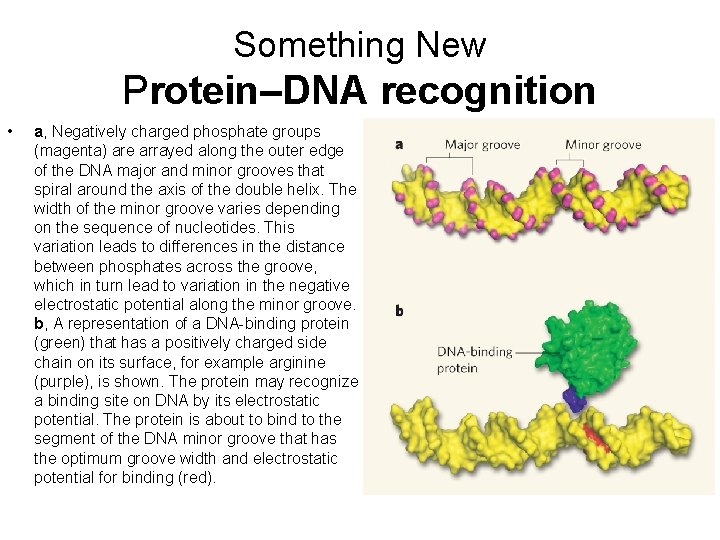 Something New Protein–DNA recognition • a, Negatively charged phosphate groups (magenta) are arrayed along Something New Protein–DNA recognition • a, Negatively charged phosphate groups (magenta) are arrayed along