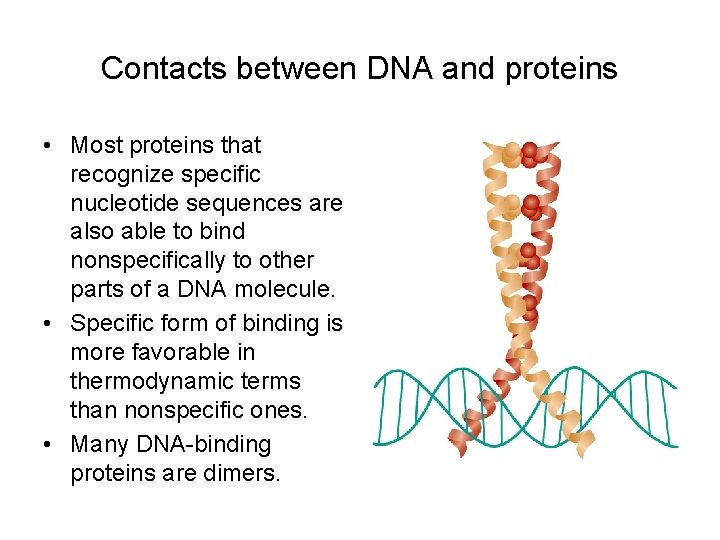 Contacts between DNA and proteins • Most proteins that recognize specific nucleotide sequences are Contacts between DNA and proteins • Most proteins that recognize specific nucleotide sequences are