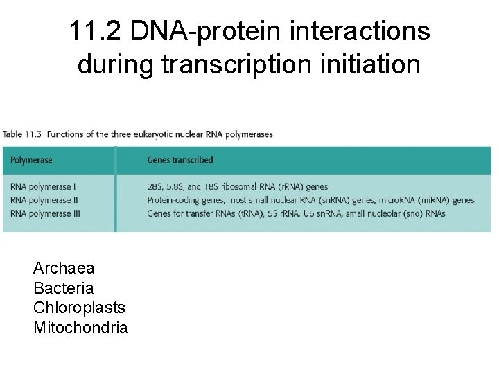 11. 2 DNA-protein interactions during transcription initiation Archaea Bacteria Chloroplasts Mitochondria 11. 2 DNA-protein interactions during transcription initiation Archaea Bacteria Chloroplasts Mitochondria
