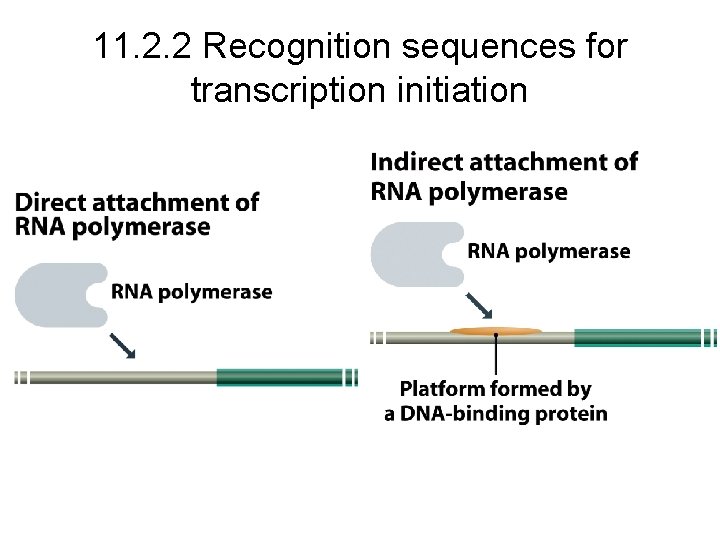 11. 2. 2 Recognition sequences for transcription initiation 11. 2. 2 Recognition sequences for transcription initiation