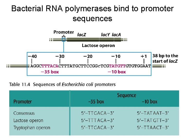 Bacterial RNA polymerases bind to promoter sequences Bacterial RNA polymerases bind to promoter sequences