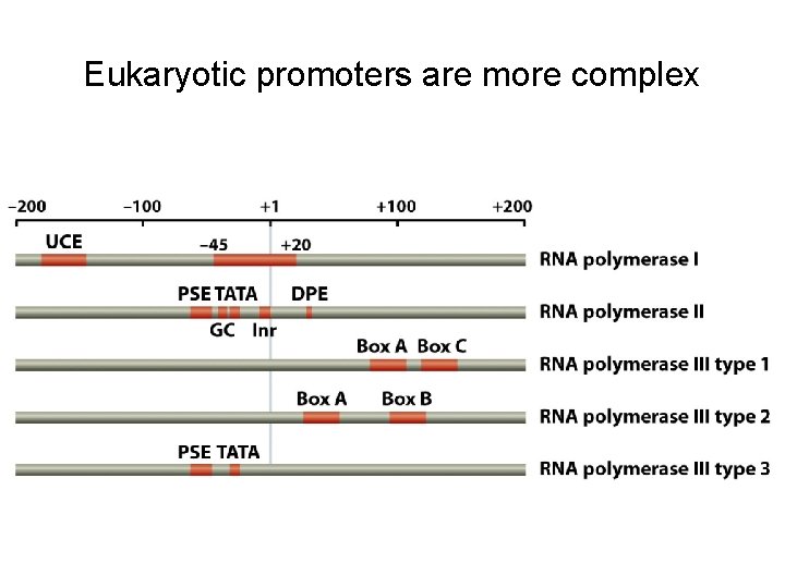 Eukaryotic promoters are more complex Eukaryotic promoters are more complex
