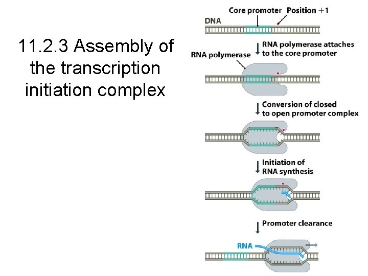 11. 2. 3 Assembly of the transcription initiation complex 11. 2. 3 Assembly of the transcription initiation complex