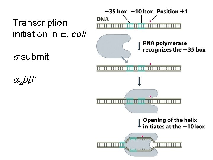 Transcription initiation in E. coli submit 2 Transcription initiation in E. coli submit 2