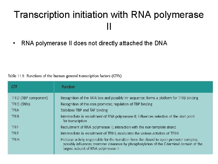 Transcription initiation with RNA polymerase II • RNA polymerase II does not directly attached Transcription initiation with RNA polymerase II • RNA polymerase II does not directly attached
