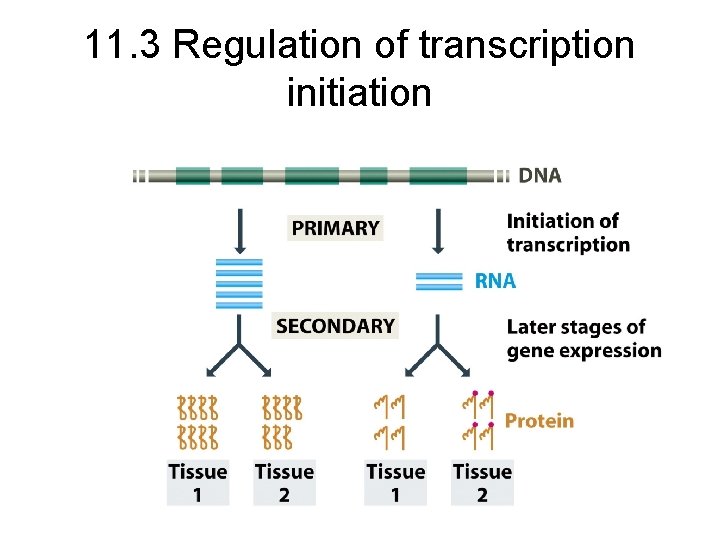 11. 3 Regulation of transcription initiation 11. 3 Regulation of transcription initiation