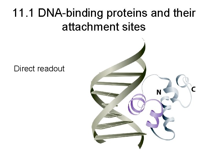 11. 1 DNA-binding proteins and their attachment sites Direct readout 11. 1 DNA-binding proteins and their attachment sites Direct readout