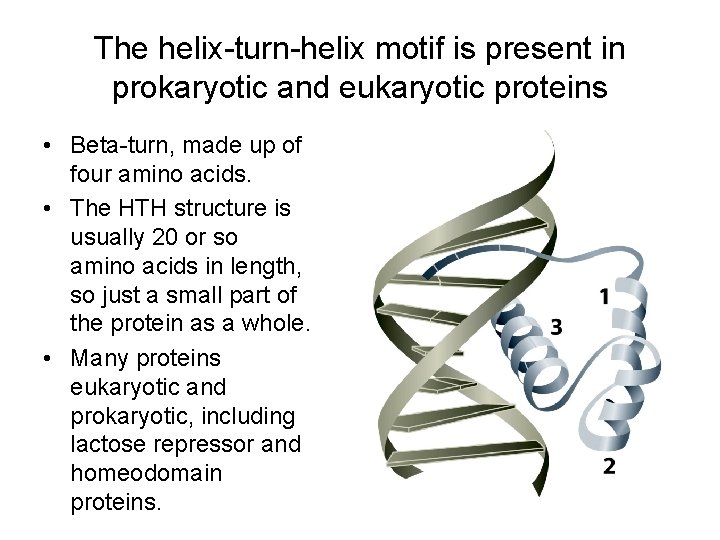 The helix-turn-helix motif is present in prokaryotic and eukaryotic proteins • Beta-turn, made up The helix-turn-helix motif is present in prokaryotic and eukaryotic proteins • Beta-turn, made up