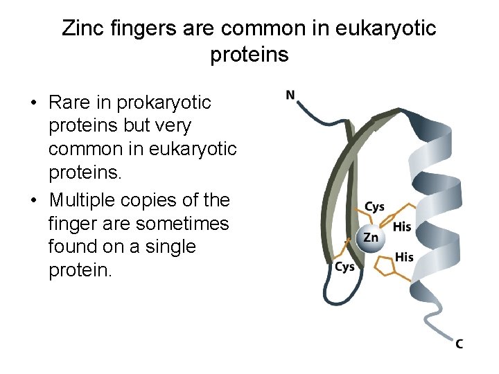 Zinc fingers are common in eukaryotic proteins • Rare in prokaryotic proteins but very Zinc fingers are common in eukaryotic proteins • Rare in prokaryotic proteins but very