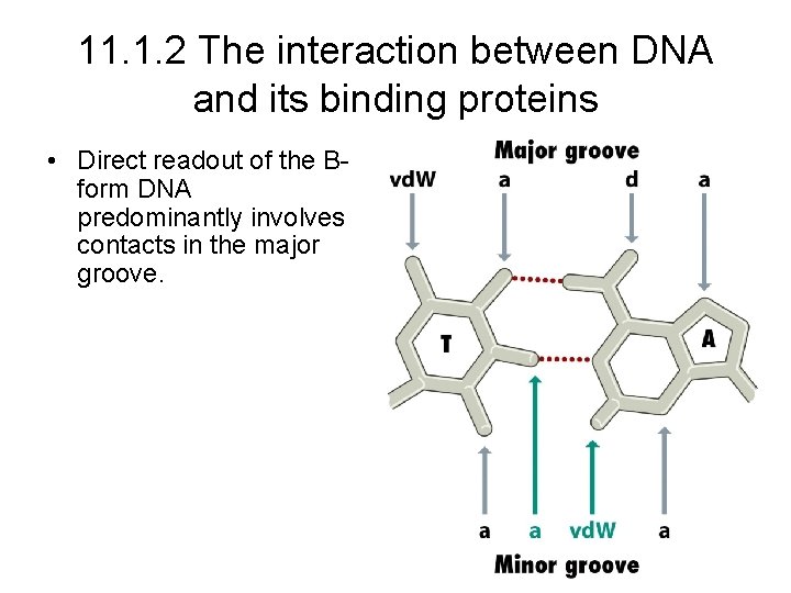 11. 1. 2 The interaction between DNA and its binding proteins • Direct readout 11. 1. 2 The interaction between DNA and its binding proteins • Direct readout