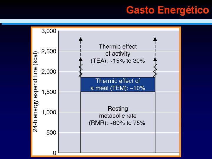 Gasto Energético 