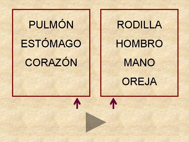 PULMÓN RODILLA ESTÓMAGO HOMBRO CORAZÓN MANO OREJA 