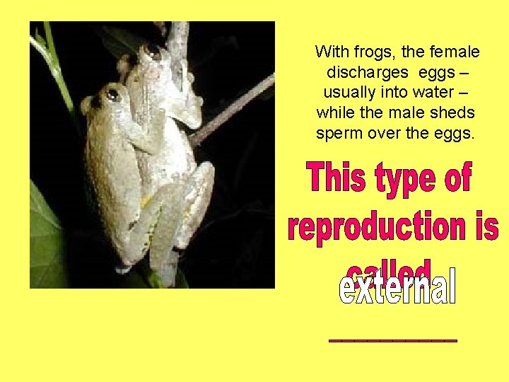 With frogs, the female discharges eggs – usually into water – while the male