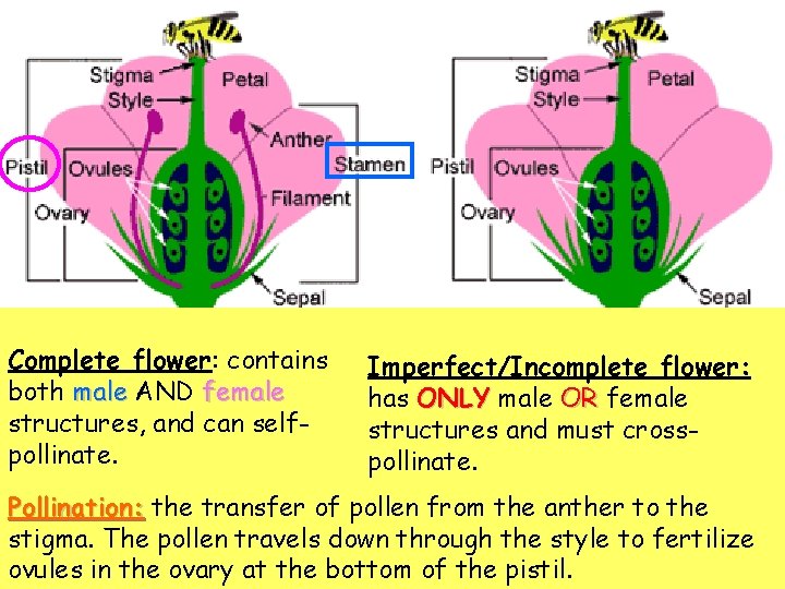 Complete flower: contains both male AND female structures, and can selfpollinate. Imperfect/Incomplete flower: has