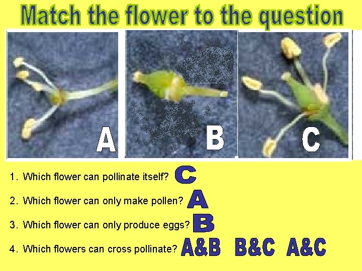 1. Which flower can pollinate itself? 2. Which flower can only make pollen? 3.