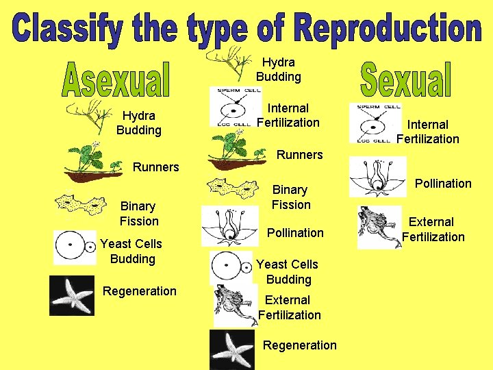 Hydra Budding Runners Binary Fission Yeast Cells Budding Regeneration Internal Fertilization Runners Binary Fission