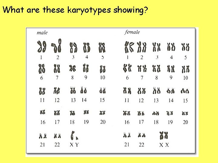 What are these karyotypes showing? 