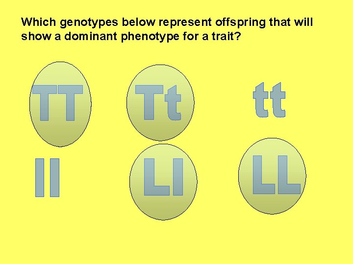 Which genotypes below represent offspring that will show a dominant phenotype for a trait?