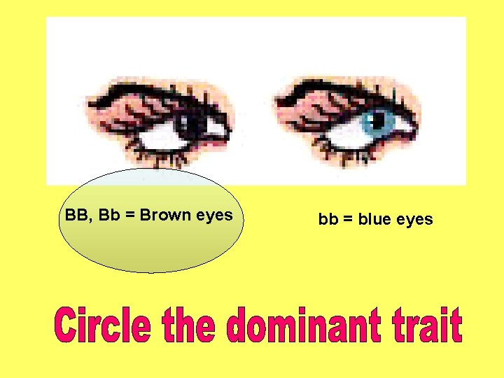 BB, Bb = Brown eyes bb = blue eyes 