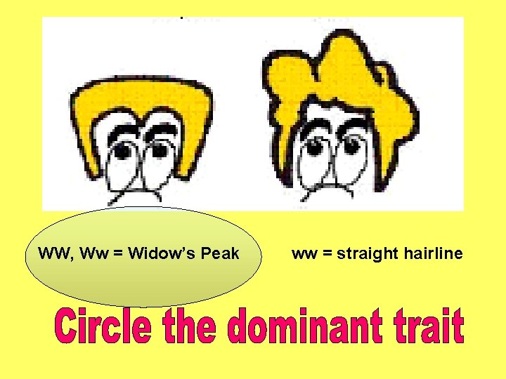WW, Ww = Widow’s Peak ww = straight hairline 