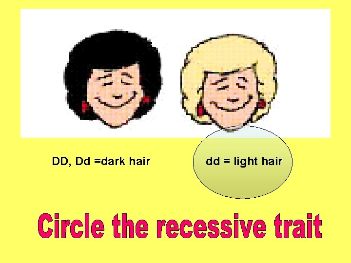 DD, Dd =dark hair dd = light hair 