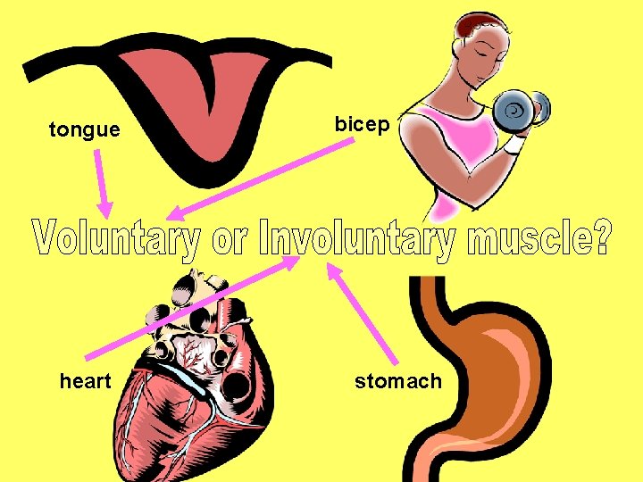 tongue heart bicep stomach 