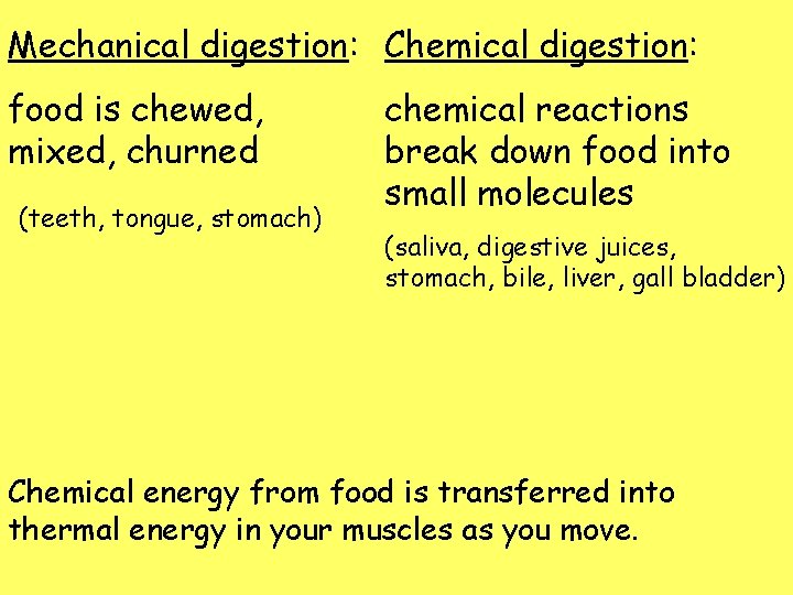Mechanical digestion: Chemical digestion: food is chewed, mixed, churned (teeth, tongue, stomach) chemical reactions