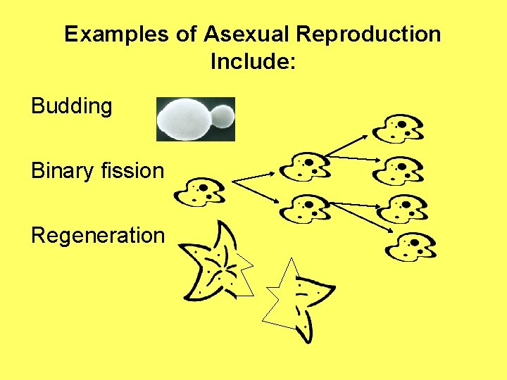 Examples of Asexual Reproduction Include: Budding Binary fission Regeneration 