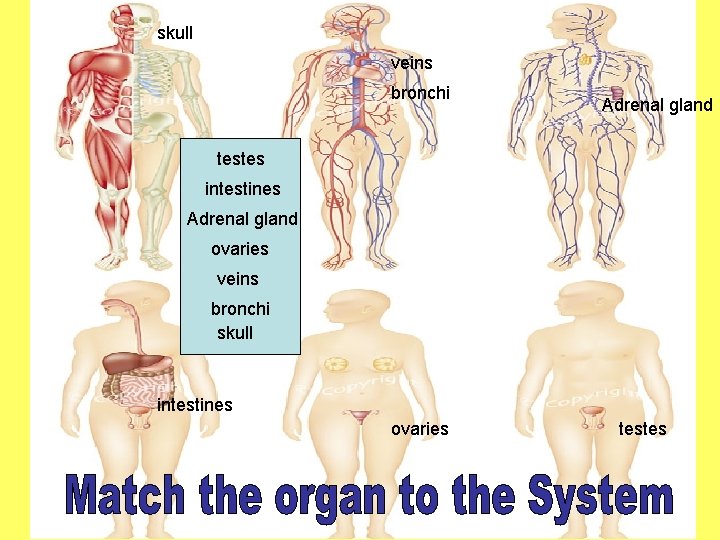 skull veins bronchi Adrenal gland testes intestines Adrenal gland ovaries veins bronchi skull intestines