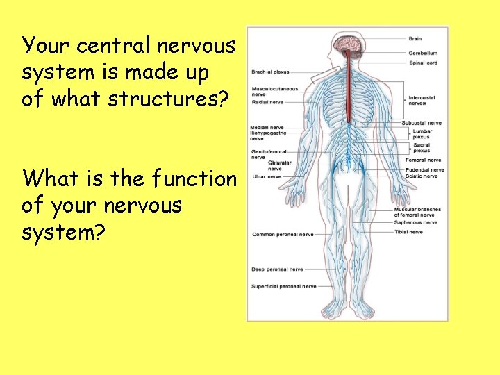 Your central nervous system is made up of what structures? What is the function