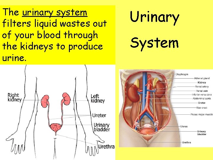 The urinary system filters liquid wastes out of your blood through the kidneys to