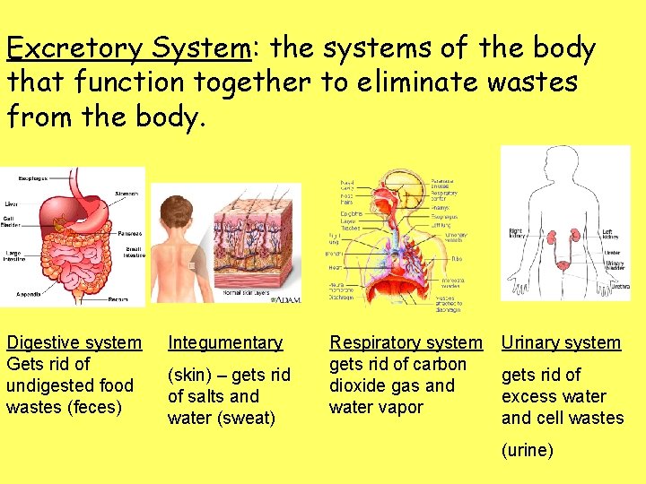 Excretory System: the systems of the body that function together to eliminate wastes from