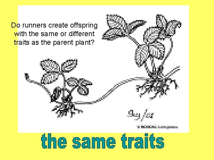 Do runners create offspring with the same or different traits as the parent plant?