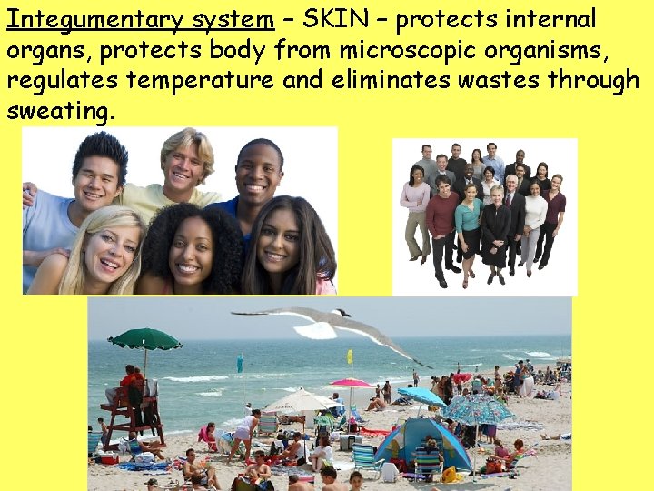 Integumentary system – SKIN – protects internal organs, protects body from microscopic organisms, regulates