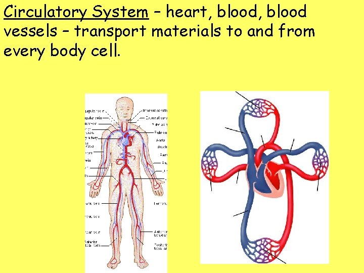 Circulatory System – heart, blood vessels – transport materials to and from every body