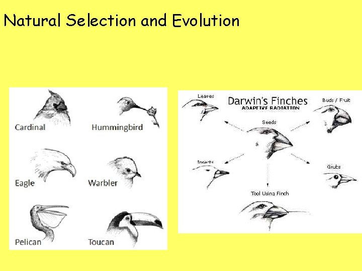 Natural Selection and Evolution 