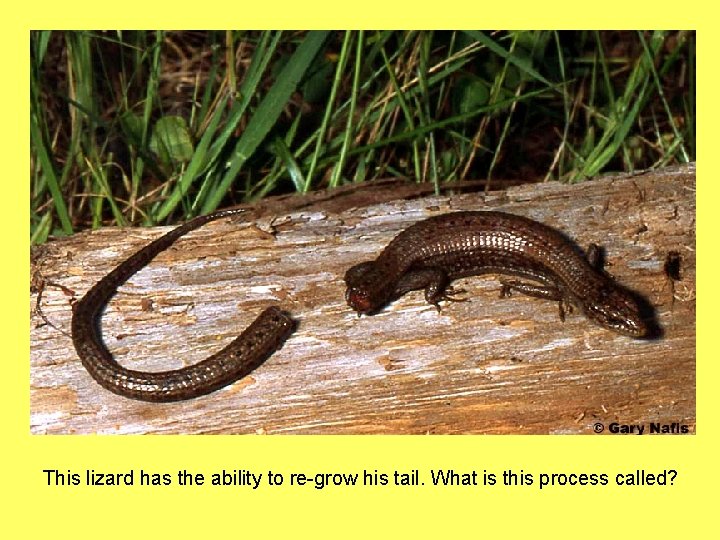 This lizard has the ability to re-grow his tail. What is this process called?