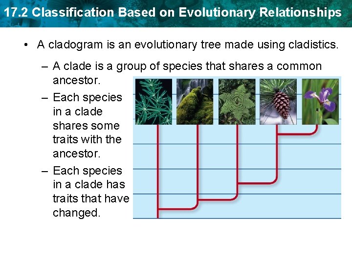 17. 2 Classification Based on Evolutionary Relationships • A cladogram is an evolutionary tree