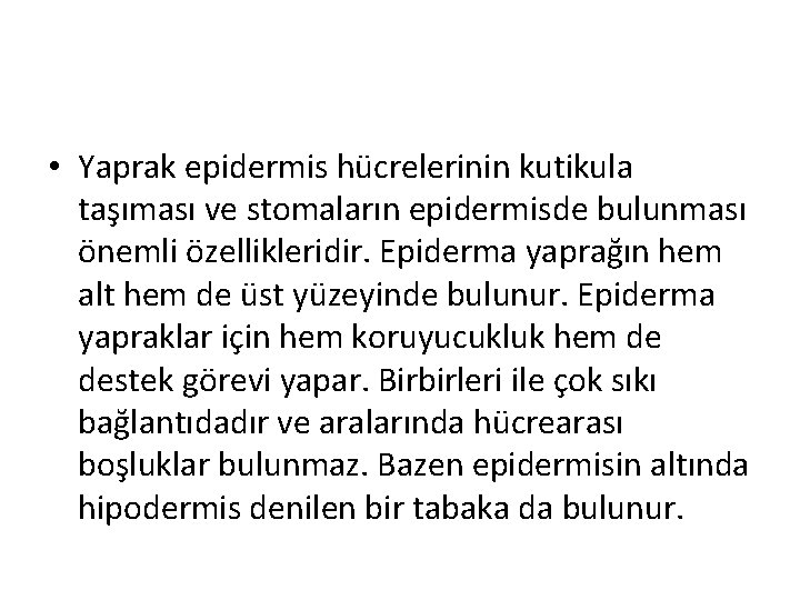  • Yaprak epidermis hücrelerinin kutikula taşıması ve stomaların epidermisde bulunması önemli özellikleridir. Epiderma