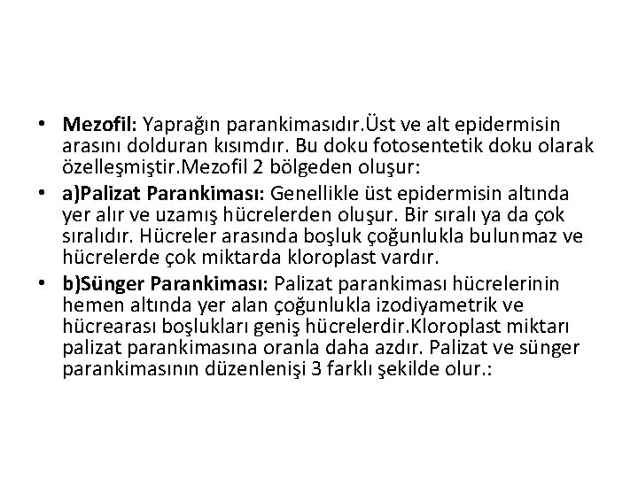  • Mezofil: Yaprağın parankimasıdır. Üst ve alt epidermisin arasını dolduran kısımdır. Bu doku